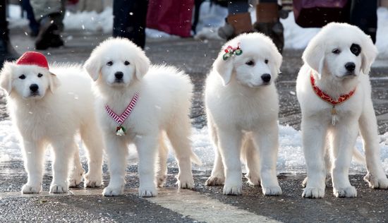 Santa Paws