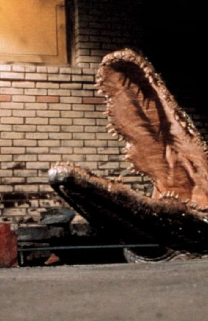 Alligator background