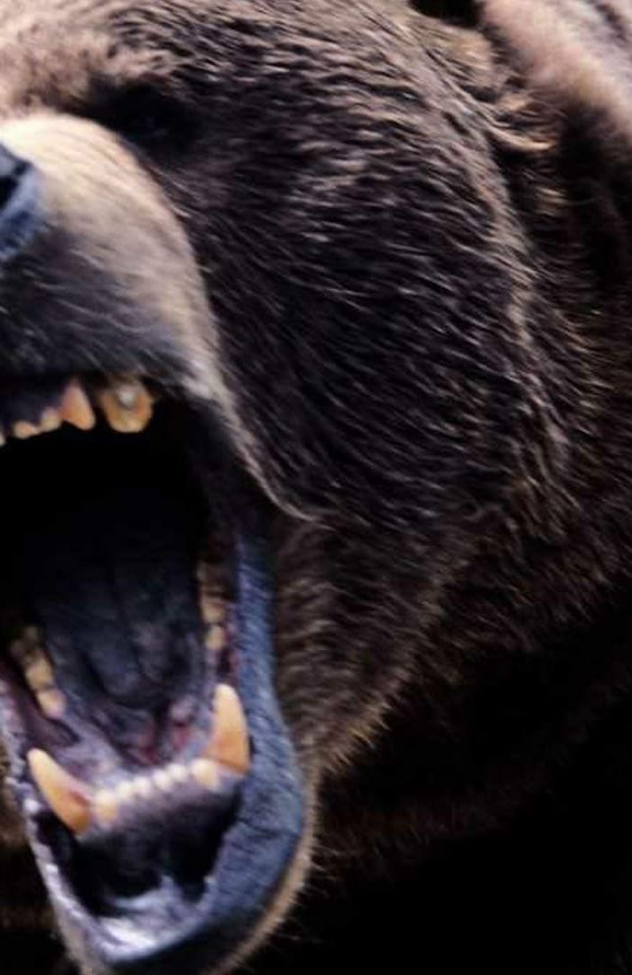 Grizzly background