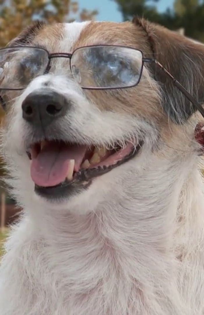 A Doggone background