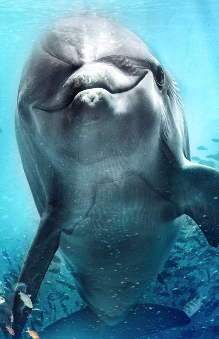 Bernie the Dolphin background