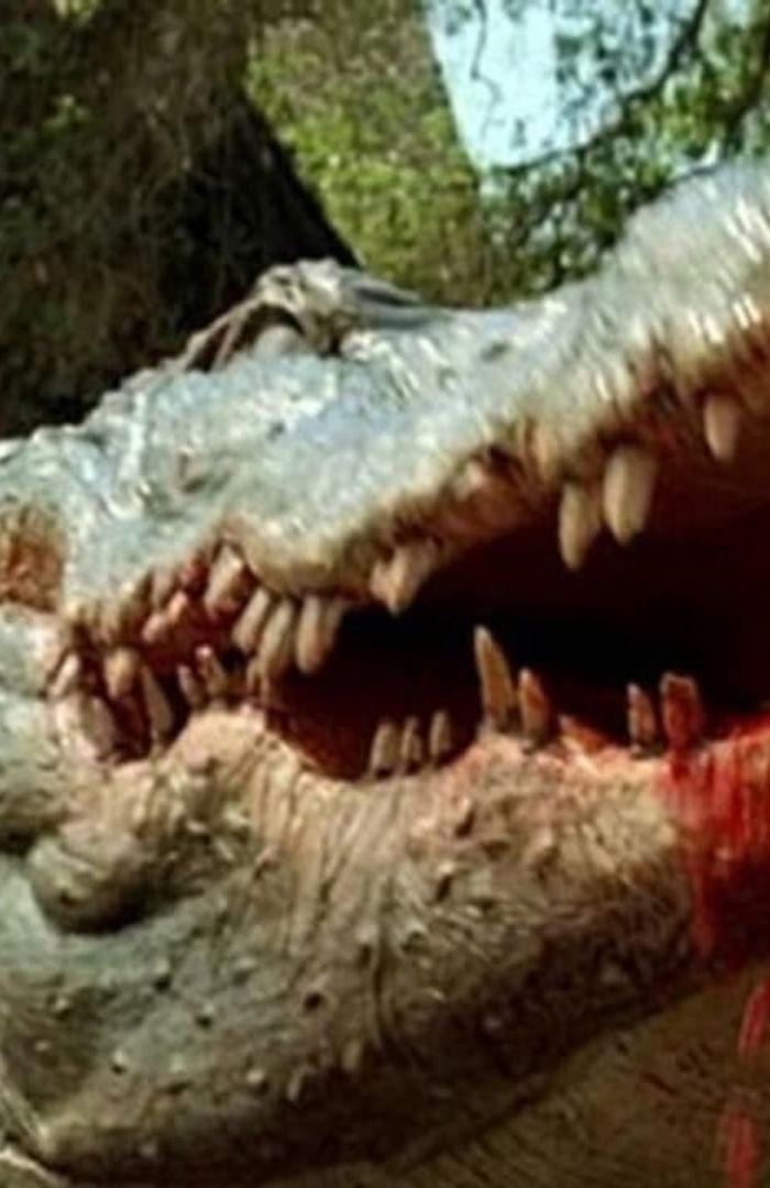 Crocodile background