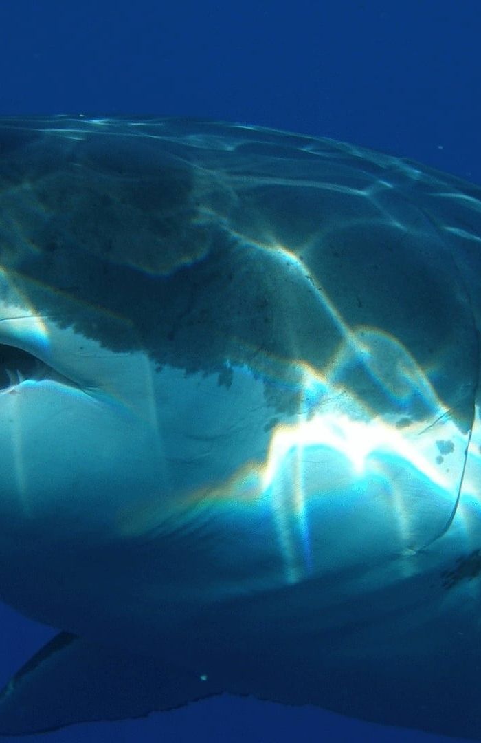 Shark Attack background