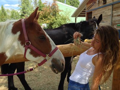 Horses