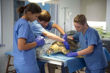 Nathan Gamble, Juliana Harkavy, and Cozi Zuehlsdorff in Dolphin Tale 2 (2014)