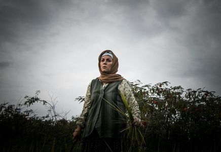 Setareh Eskandari