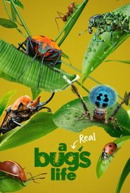 A Real Bug's Life