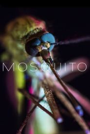 Mosquito