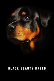 Black Beauty Breed