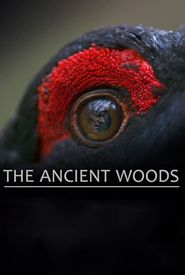 The Ancient Woods