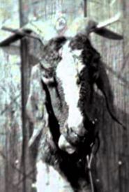 Slipknot: Goat - The 10th Anniversary of Iowa