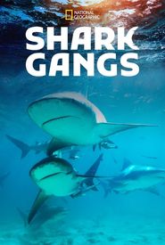 Shark Gangs