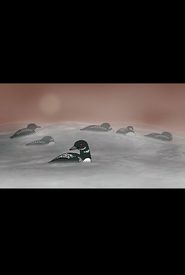 Loon Dreaming