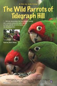 The Wild Parrots of Telegraph Hill