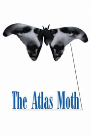 The Atlas Moth
