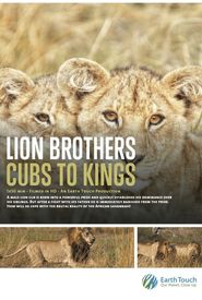 Lion Brothers: Cubs to Kings