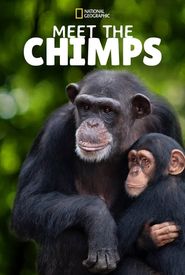 Meet the Chimps