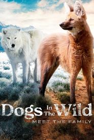 Dogs in the Wild