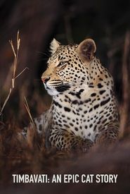 Big Cats of the Timbavati