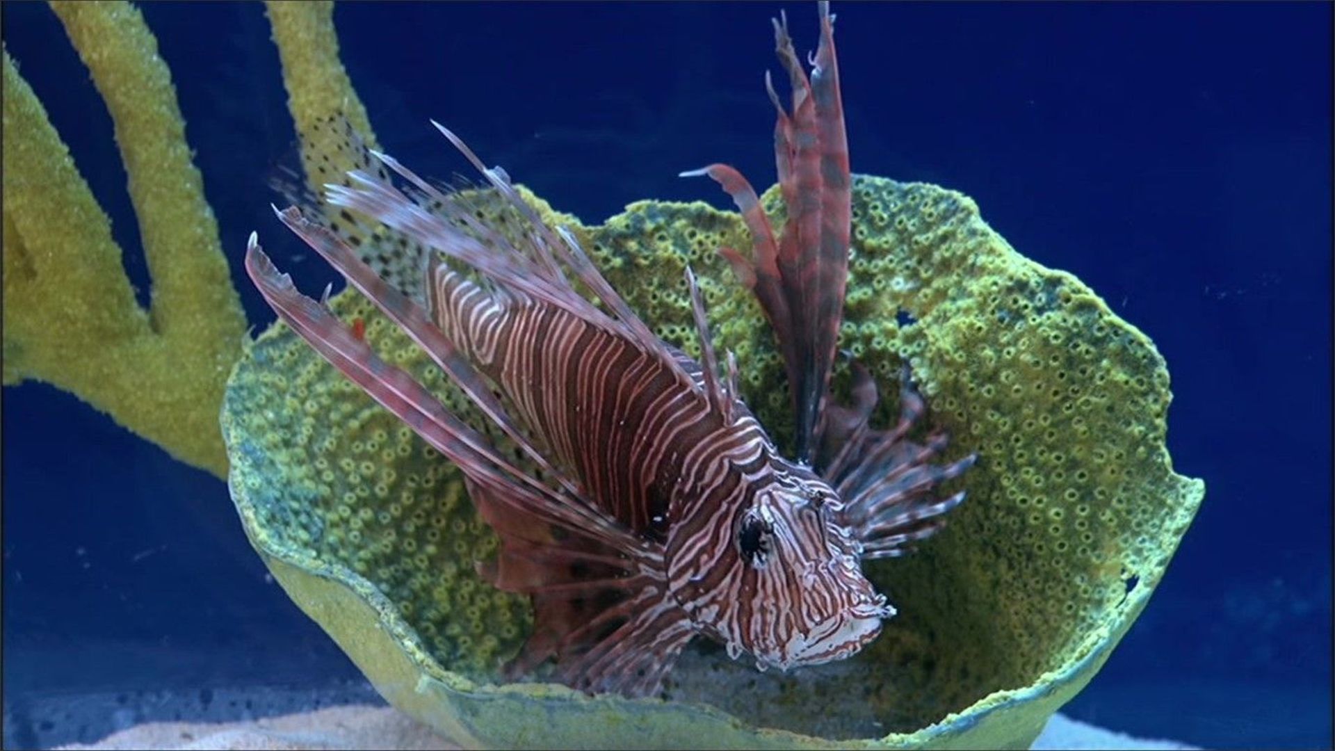 Shark Tank background