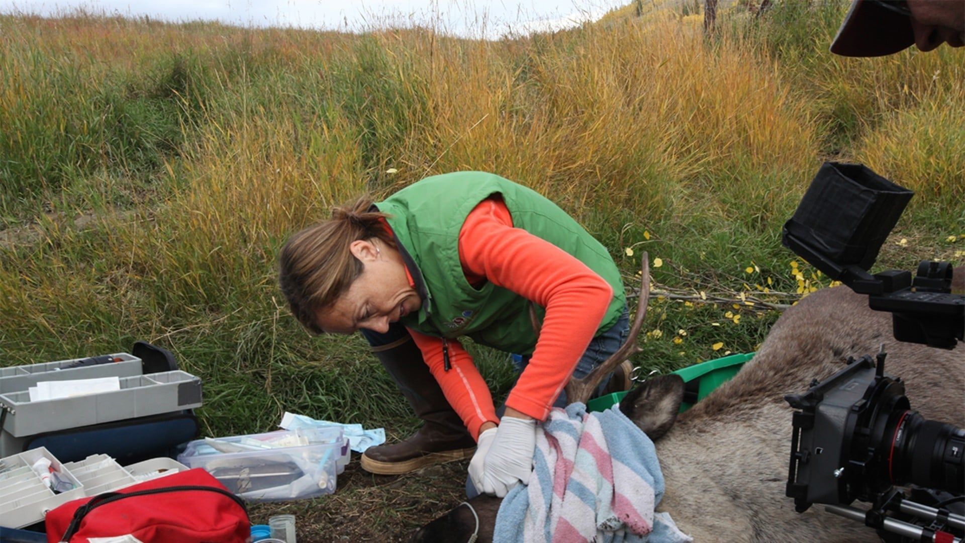 Dr. Oakley, Yukon Vet background