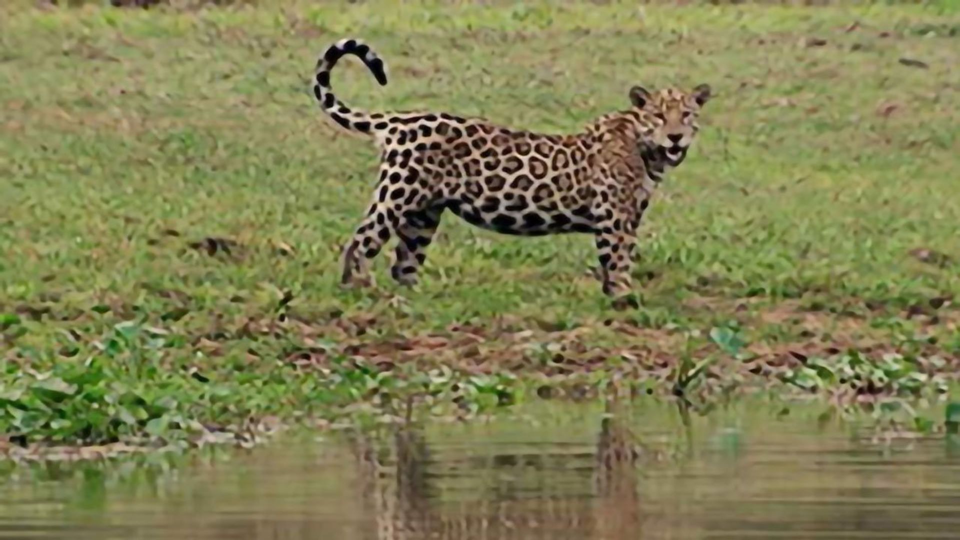 Jaguar Adventure with Nigel Marven background