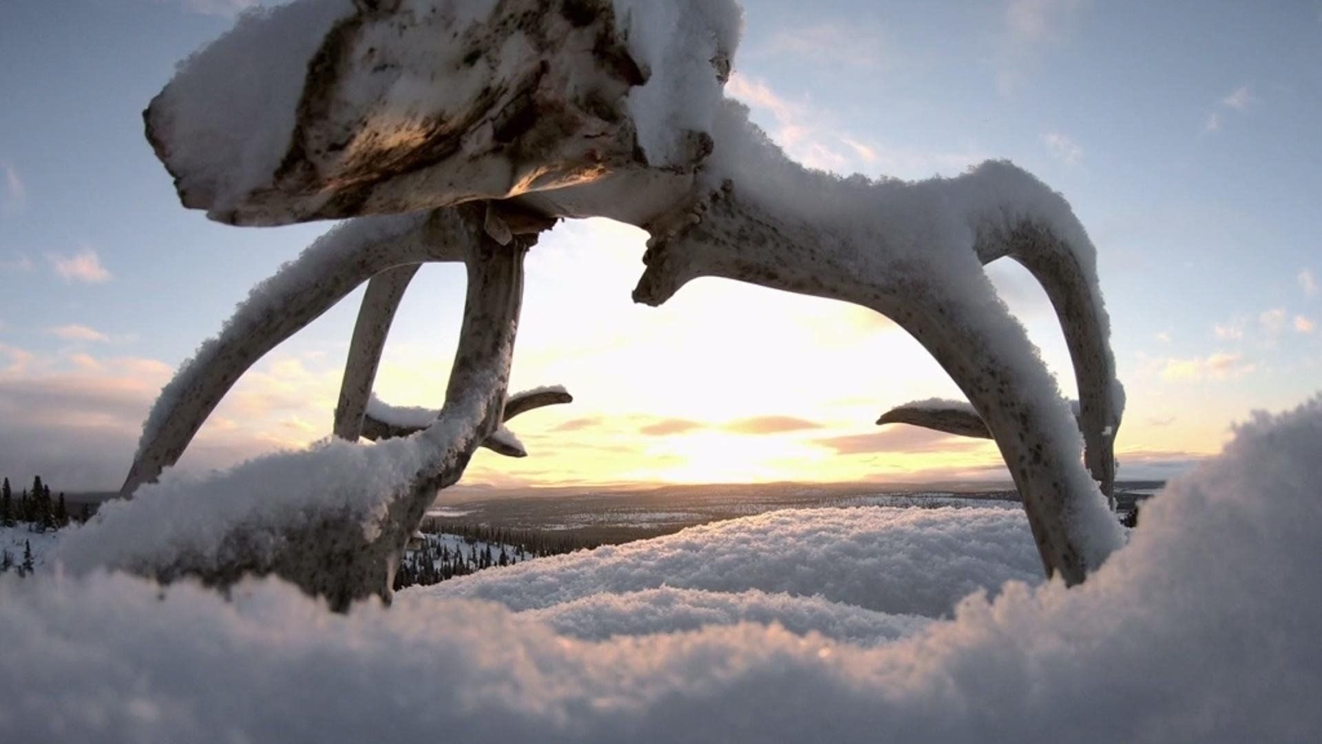 Life Below Zero: Next Generation background