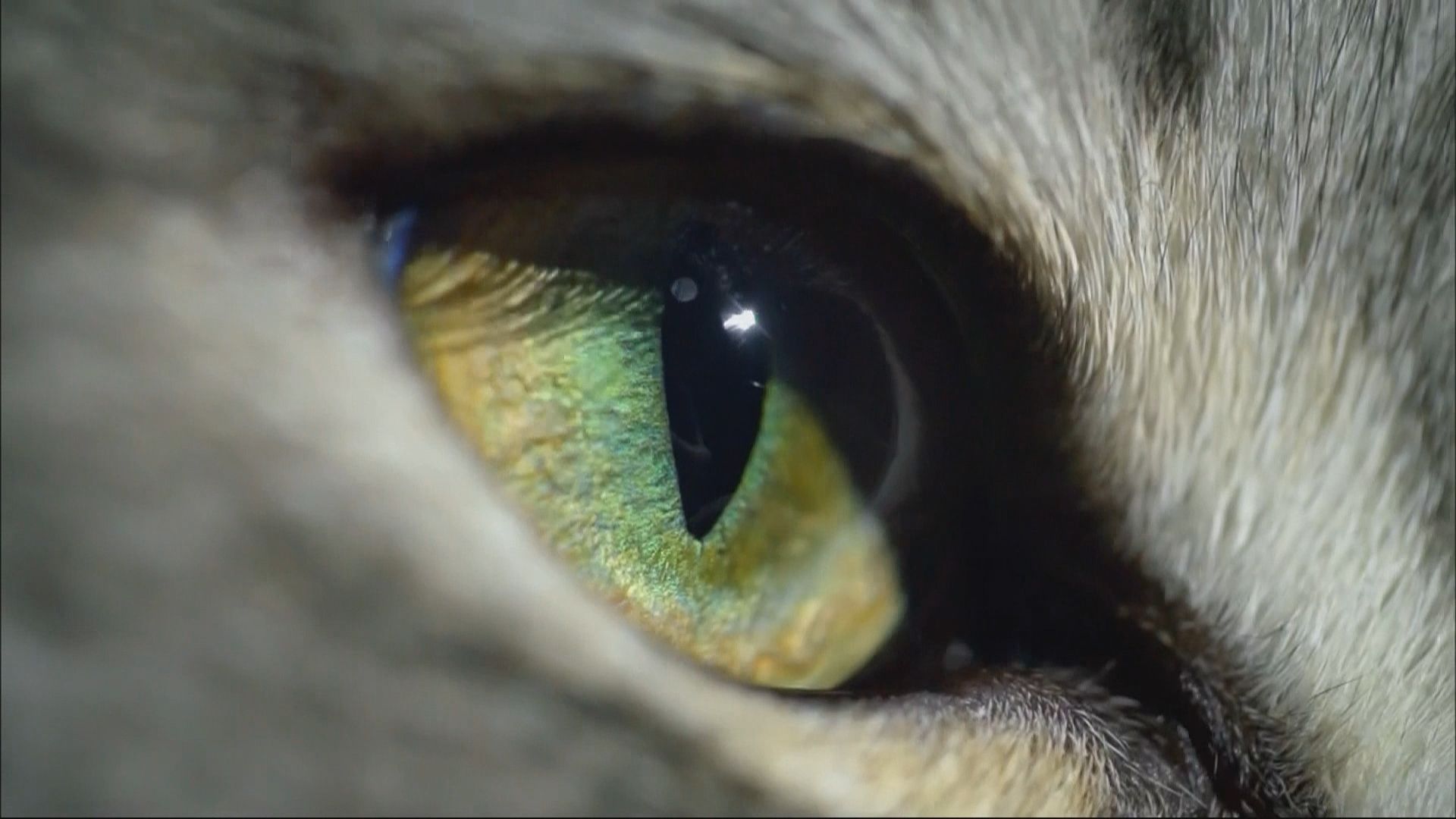 Cat Watch 2014: The New Horizon Experiment background