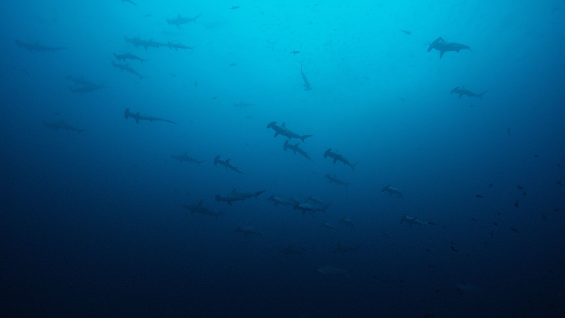 Big Pacific background