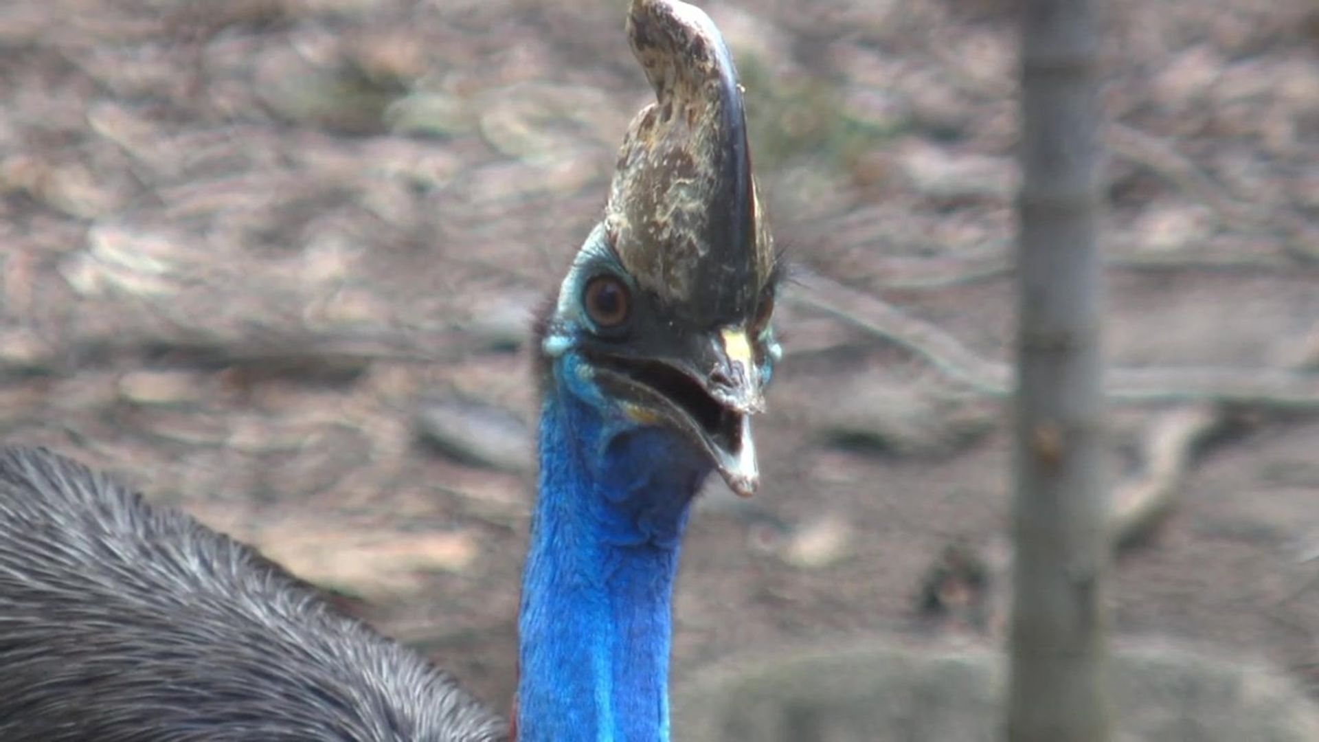 72 Dangerous Animals: Australia background