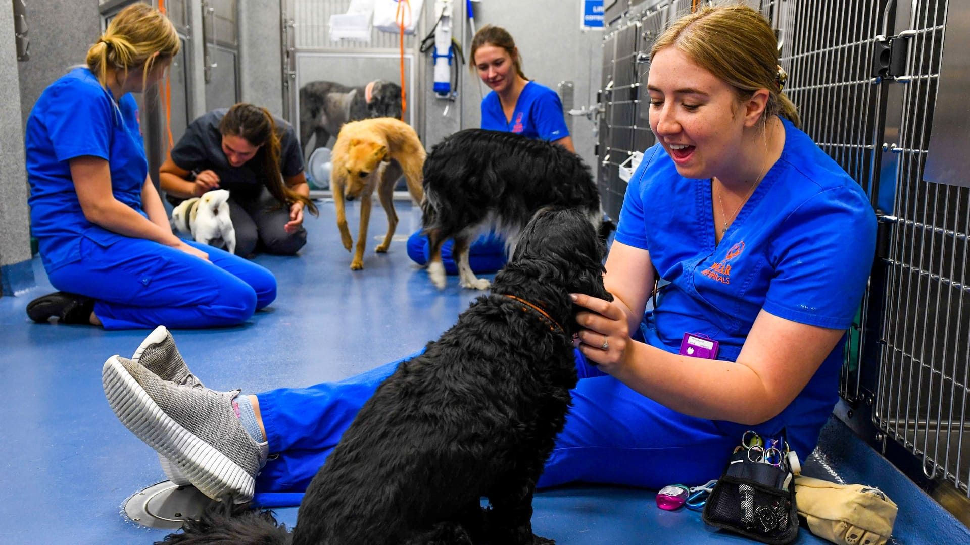 24/7 Pet Hospital background