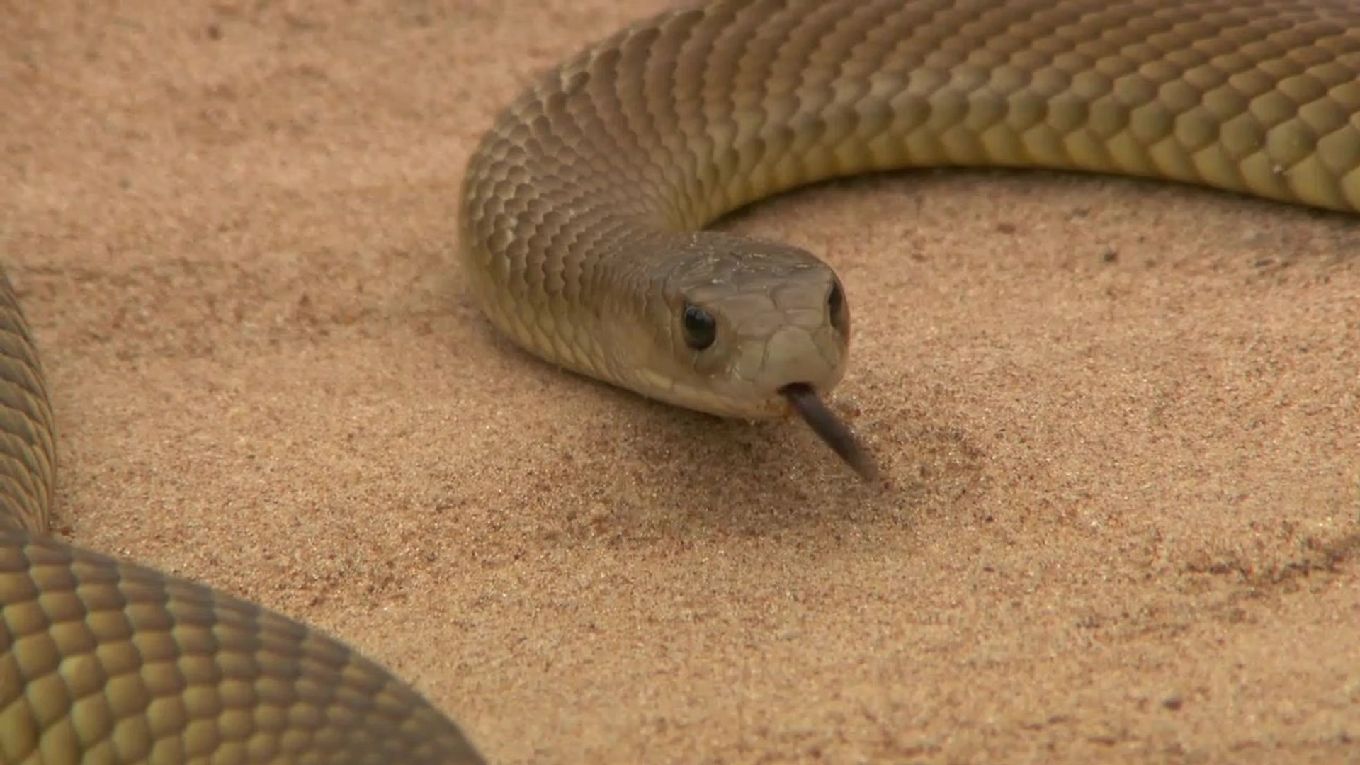 72 Dangerous Animals: Australia background