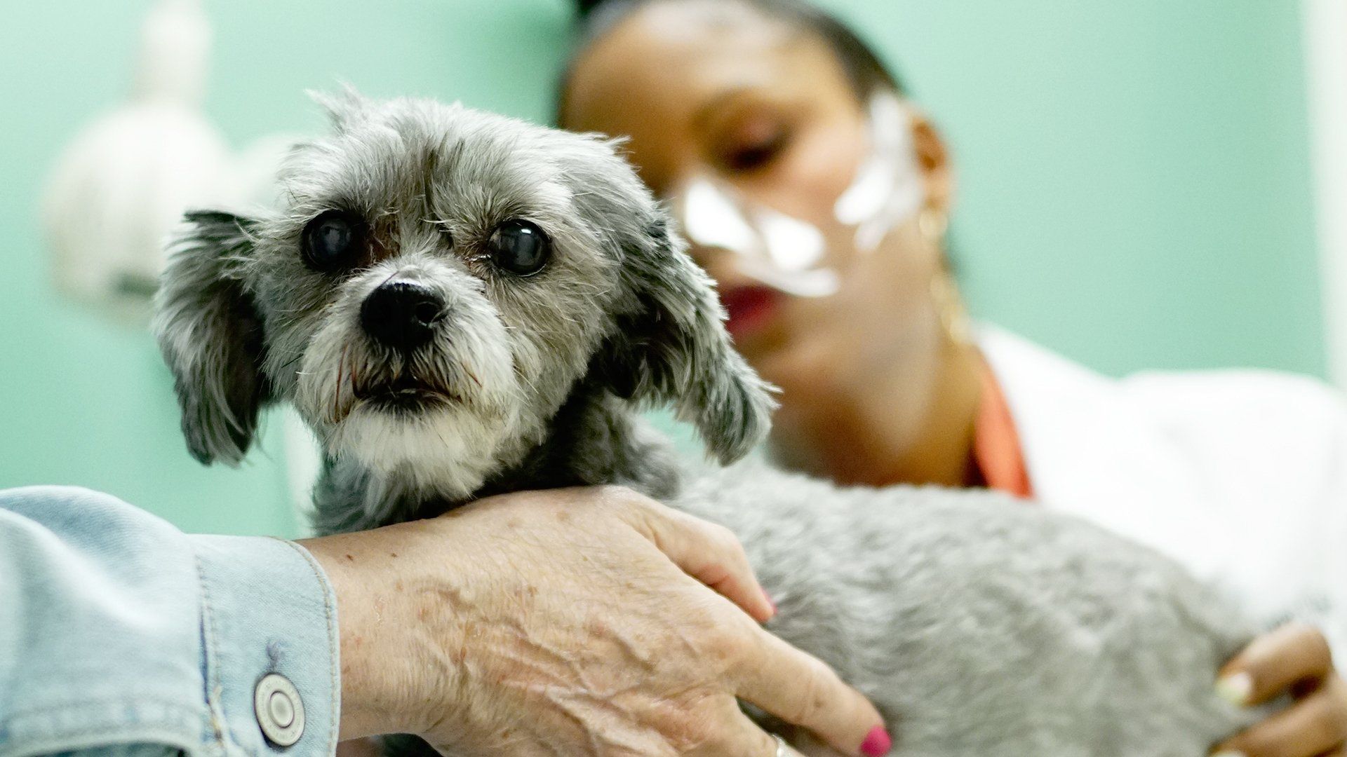 Pop Goes the Vet with Dr. Joya background