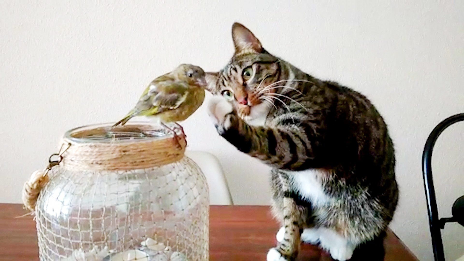 The World's Funniest Animals background