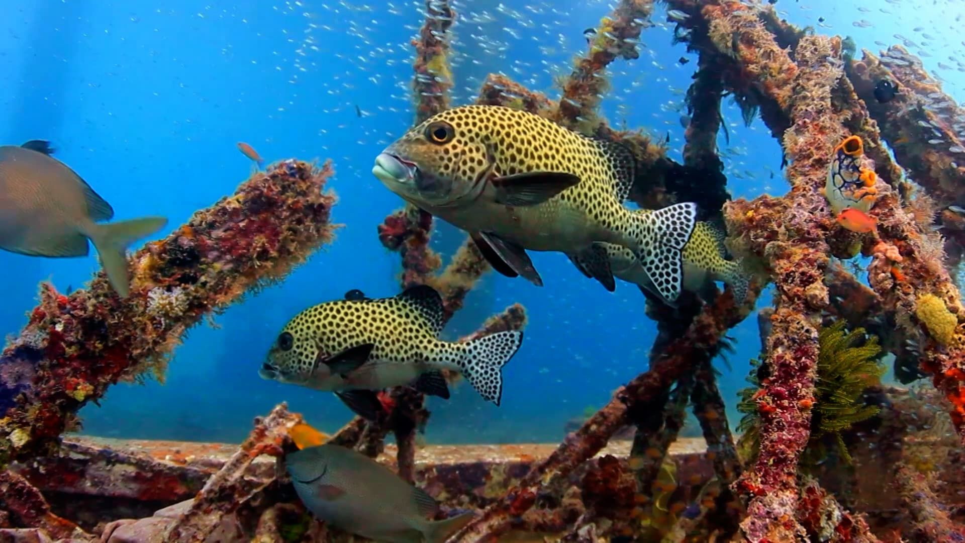 Reef School background