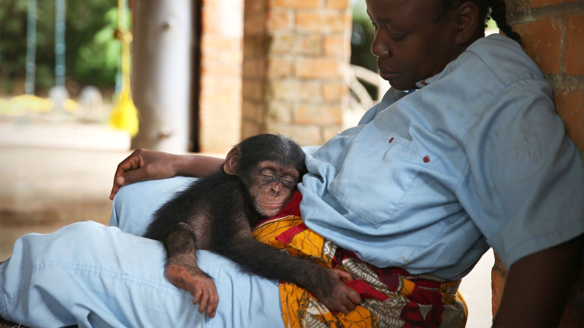 Baby Chimp Rescue background