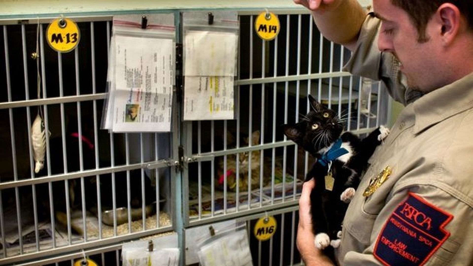 Animal Cops: Philadelphia background