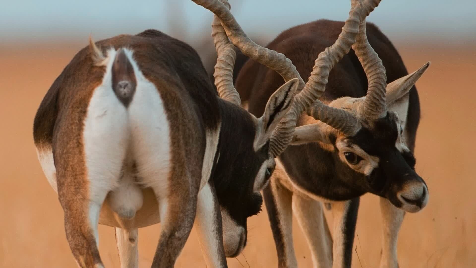 Into the Wild: India background