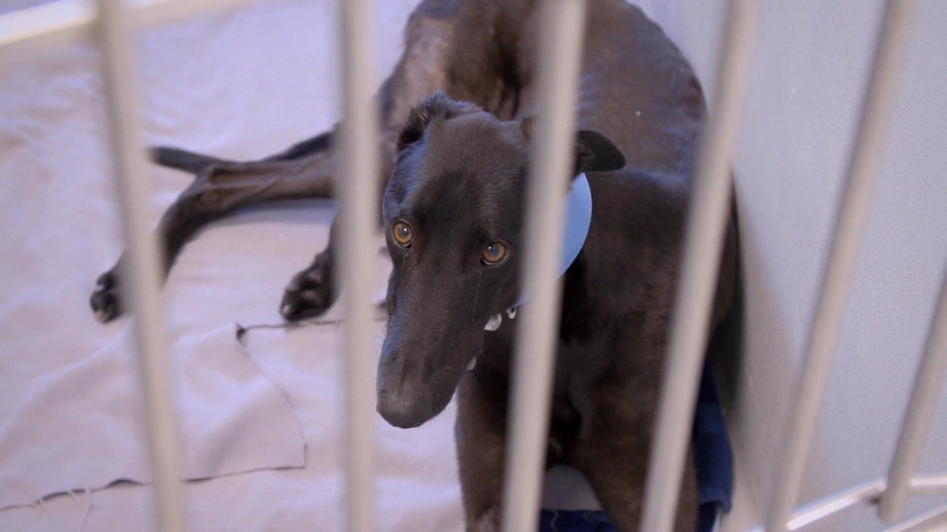 Paul O'Grady: For the Love of Dogs background