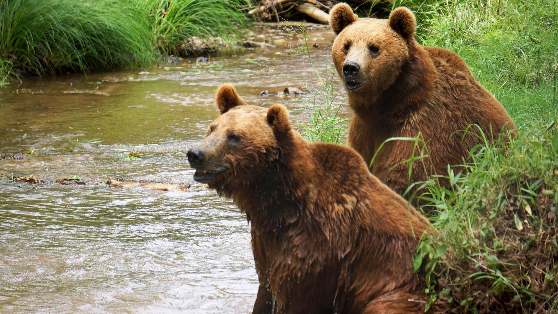 Project Grizzly background