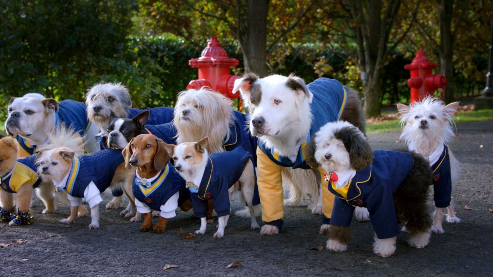 Pup Academy background