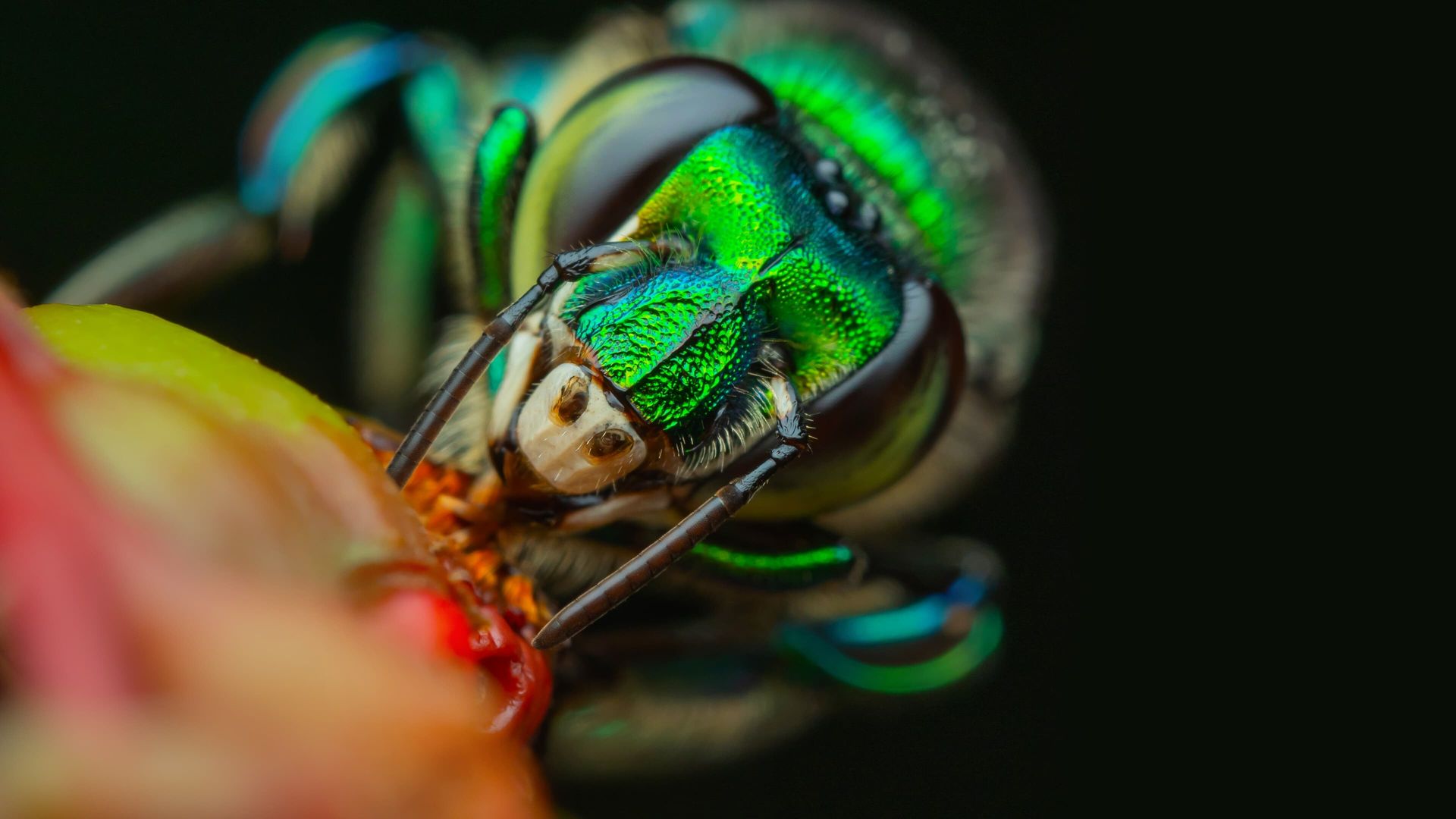 A Real Bug's Life background