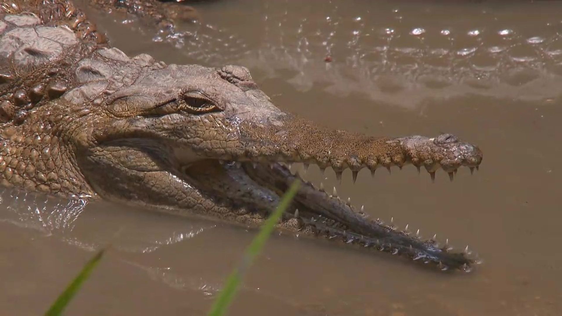 72 Dangerous Animals: Australia background