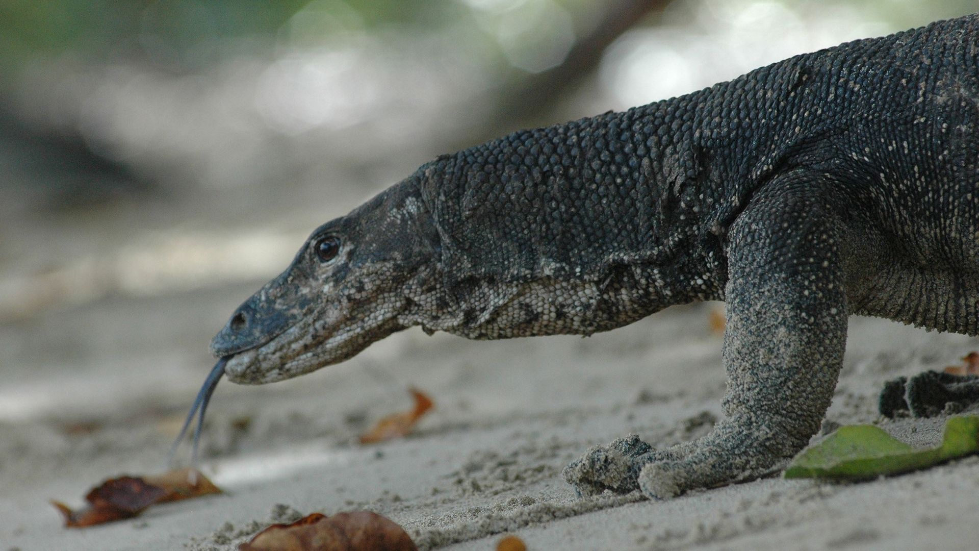 Destination Wild: Indonesia background