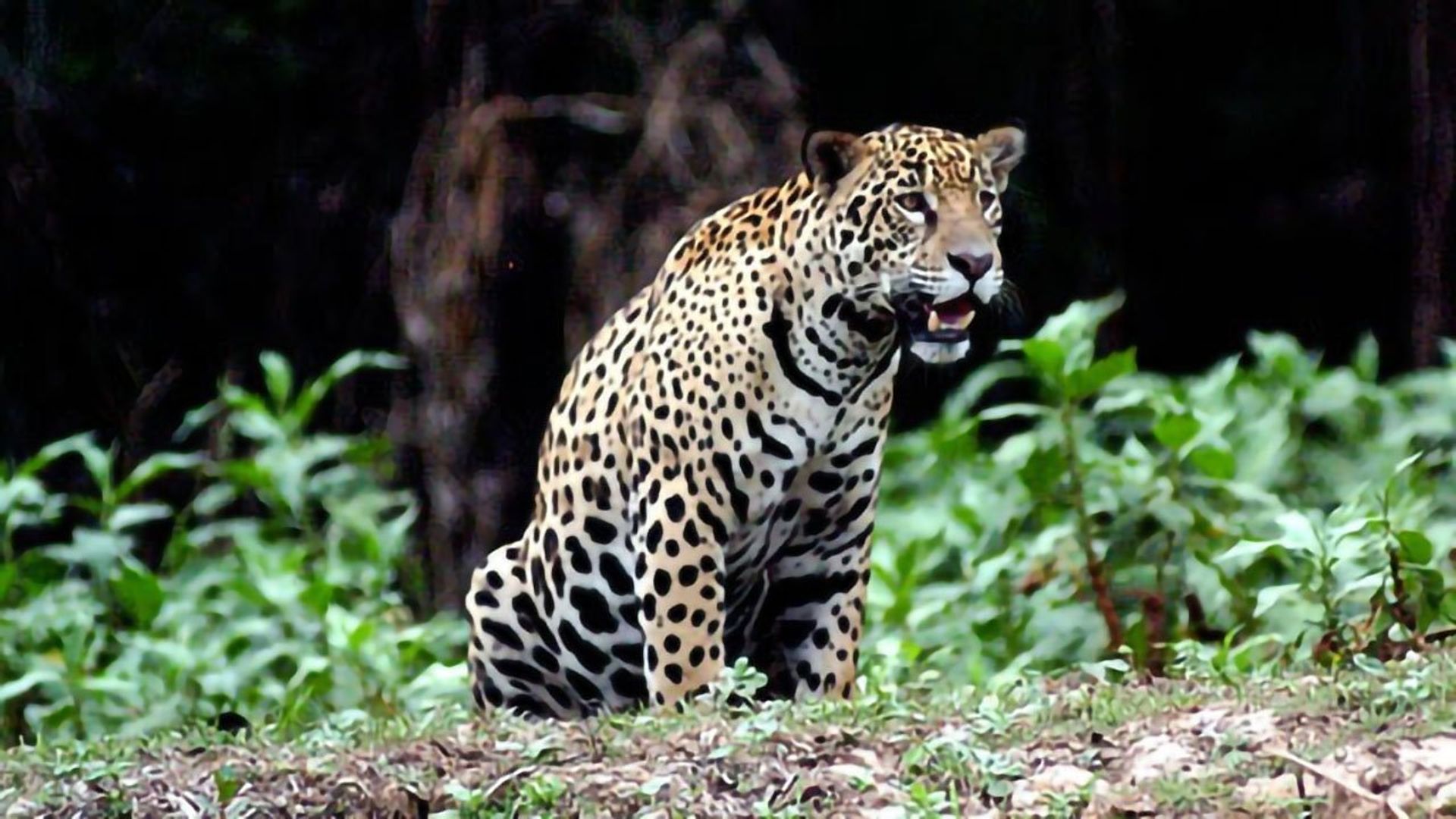 Jaguar Adventure with Nigel Marven background