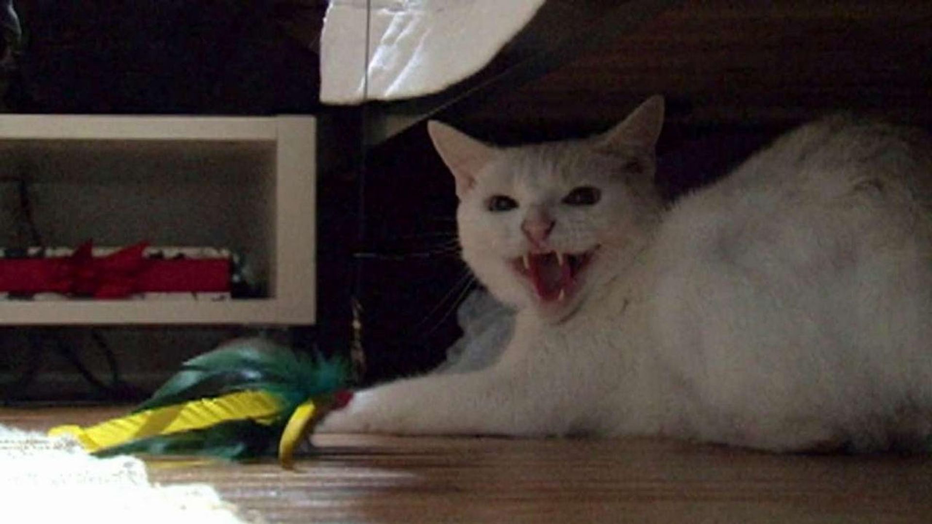 My Cat from Hell background