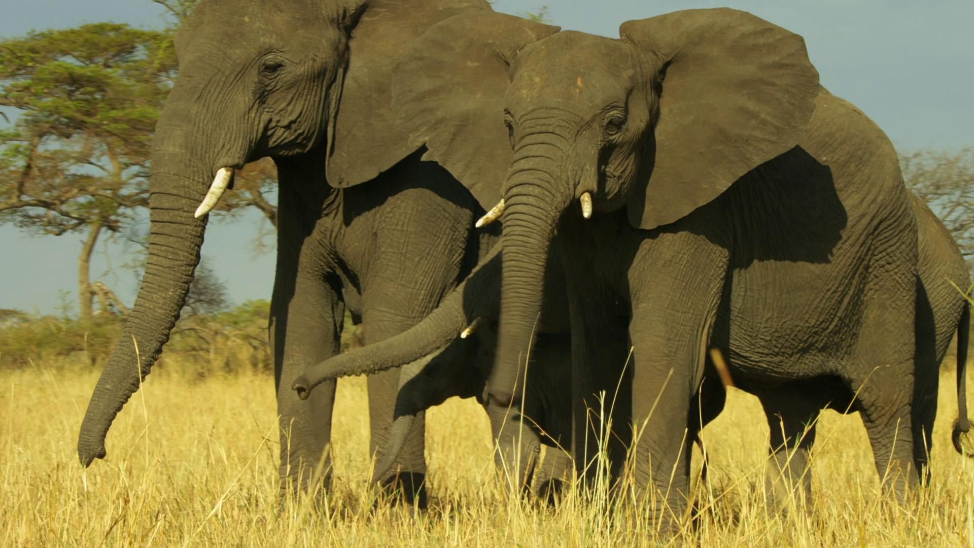 Serengeti background