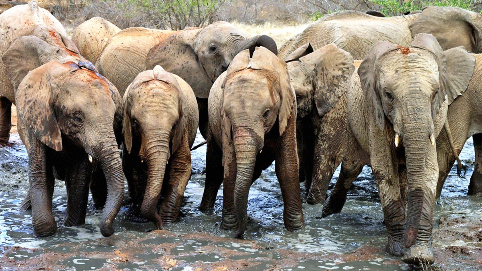 Elephant Diaries background