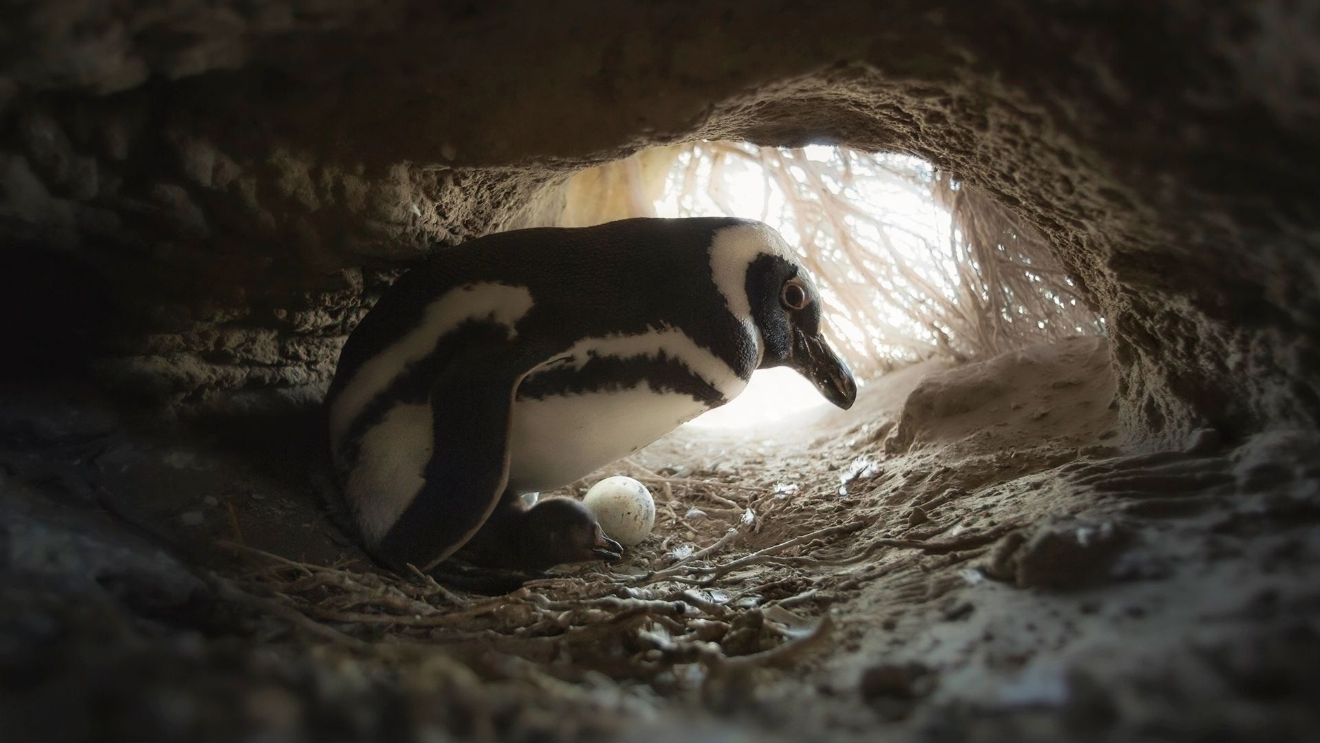Secrets of the Penguins background