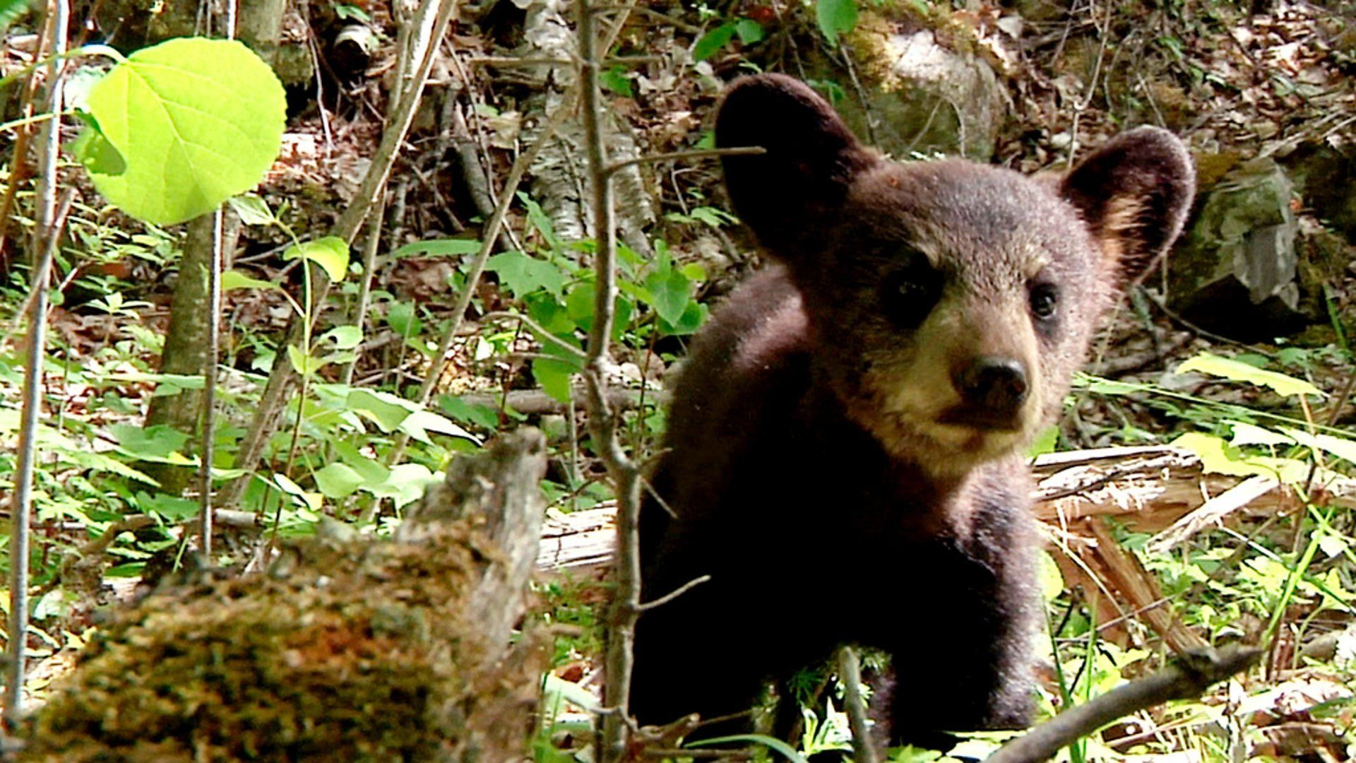 The Bear Family & Me background